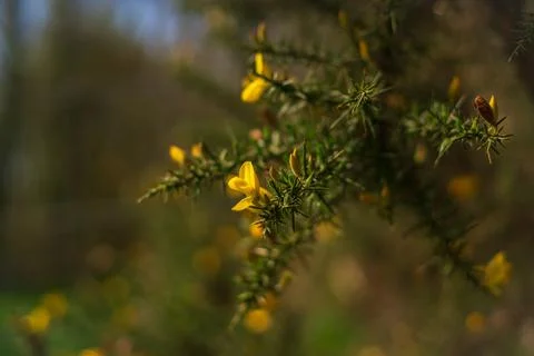Yellow gorse Ulex common gorse flowers close-up on spiky green branches Fotos Stock