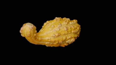 Yellow Gourd Squash Rotating Fast on Black BG, Motion Control, Commercial Stock Footage 140154871