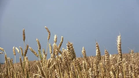 Yellow grain for the blue sky Stock Footage 292078555