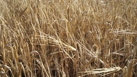 Yellow grain field and light wind Stock Footage 163566786
