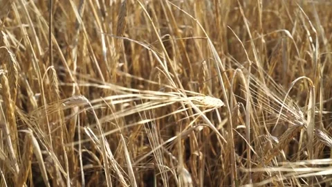 Yellow grain field and light wind Stock Footage 163566792