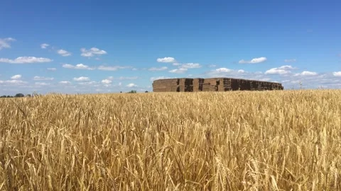 Yellow grain field waving in the wind under cloudy blue sky 動画素材 320599663