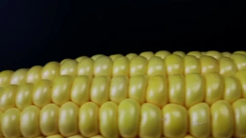 Yellow Grains Corn Cob Dolly Shot close up. Closeup Fresh Sweet Corn on Cob Stock Footage 160554614