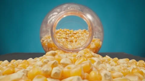 Yellow grains of dried corn for popcorn. Camera moving from bottle Stock Footage 244551593