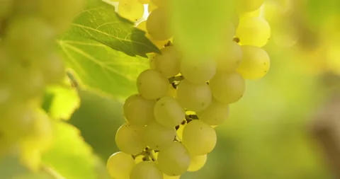 Yellow grape hanging in a vineyard Stock Footage 146122191