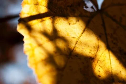 Yellow Grape Leaf Macro Foto stock