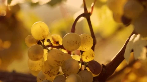 Yellow grapes on grapevine Stock Footage 95250850