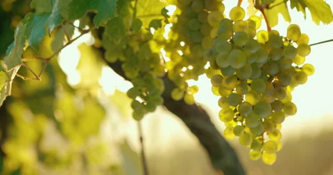 Yellow grapes hang in the vineyard Stock Footage 146125897