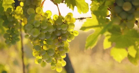 Yellow grapes hanging in the vineyard Stock Footage 146126325