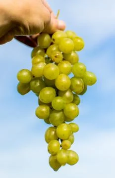 Yellow grapes held in hand Stock Photos
