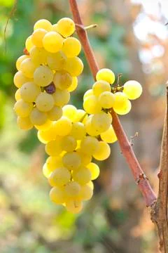 Yellow grapes Stock Photos