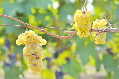 Yellow grapes Stock Photos