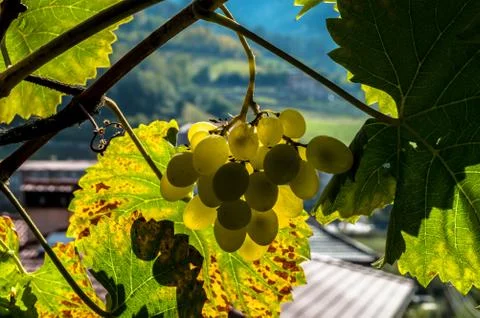Yellow grapes 写真素材