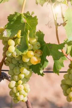 Yellow Grapes Stock Photos