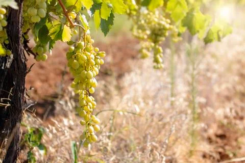 Yellow Grapes Stock Photos