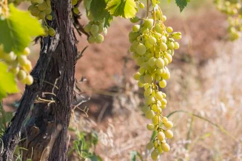 Yellow Grapes Stock Photos