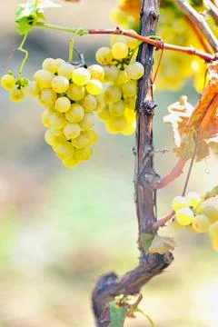 Yellow grapes in the vineyard Stock Photos