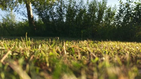 Yellow Grass and Green Foliage Moving in Wind in Bremen, Germany Stock Footage 341364591