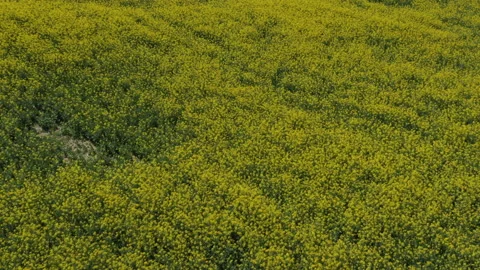 Yellow grass in Basque Country Video stock 152404067