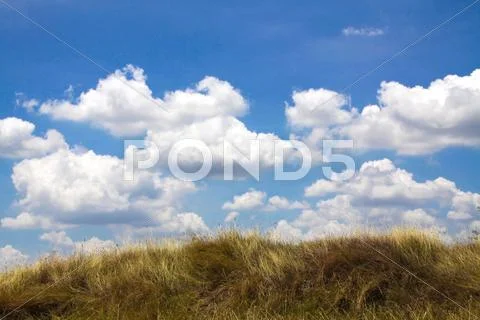 Yellow grass with blue sky Stock Photos