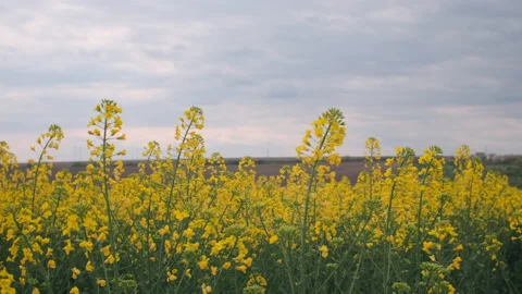 Yellow grass of canola in the foreground of cloudy grey sky Stock Footage 193378194