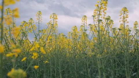 Yellow grass of canola in the foreground of cloudy grey sky Stock Footage 193378615