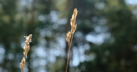 Yellow grass close up view Stock Footage 128179033