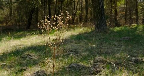 Yellow grass close up view Stock Footage 128179525