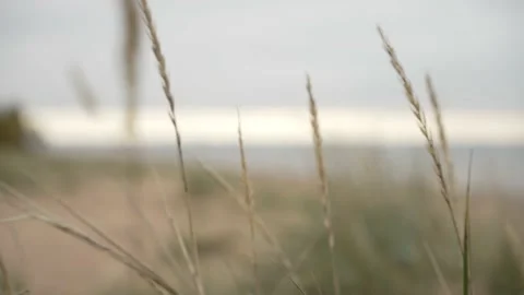 Yellow grass closeup, handheld, focus, sunset Stock Footage 162133916