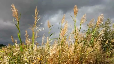 Yellow grass on a dark sky Stock Footage 161250953