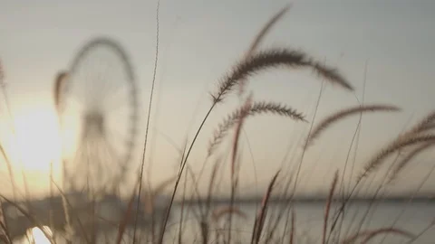 Yellow grass with a ferris wheel background Stock Footage 115606507