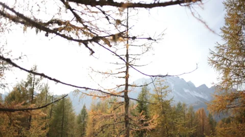 Yellow grass field and pine trees in autumn | Italian Alps | Rotating Dolly shot Stock-Footage 32499729