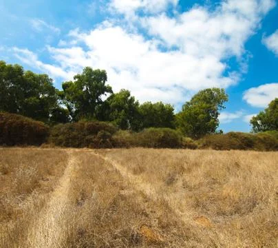 Yellow grass field Stock Photos