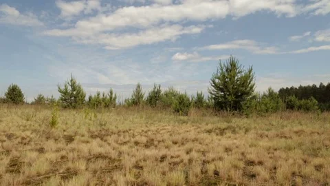 Yellow grass on a field under a hot sun Stock Footage 76900470