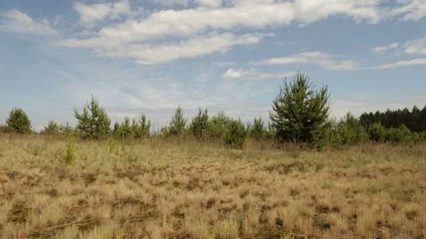 Yellow grass on a field under a hot sun Vídeo Stock 76900555