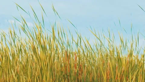 Yellow grass flower blowing in the wind with blue sky Stock Footage 160014697