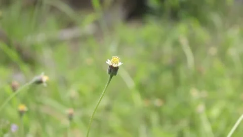 Yellow grass flower Stock Footage 136309302