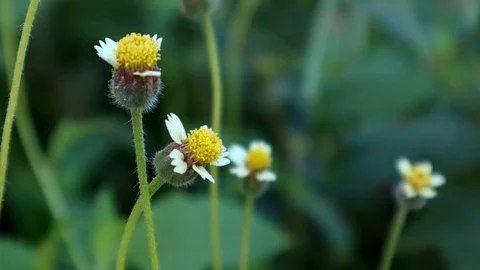 Yellow grass flowers with close up view Stock Footage 111409336