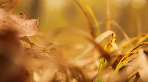 Yellow grass Stock Footage 8831978