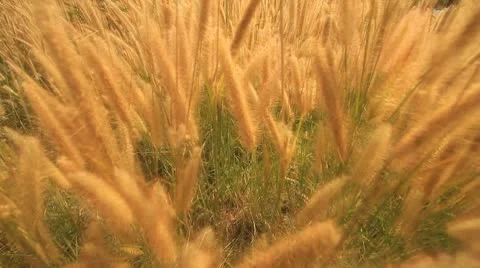 Yellow grass. Stock Footage 10787436