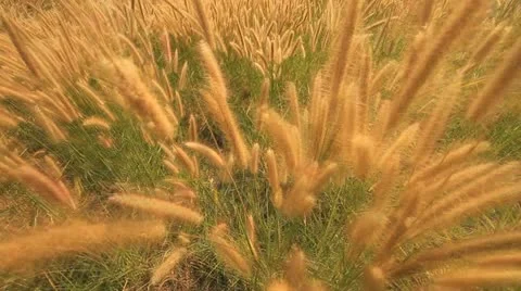 Yellow grass. Video stock 10806536