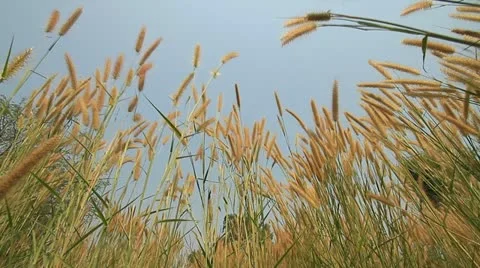 Yellow grass. Stock-Footage 10806585