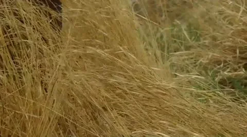 Yellow Grass Video stock 11349175