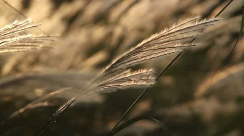 Yellow grass Stock Footage 12012201