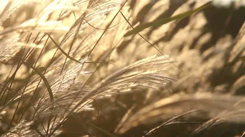 Yellow grass Stock Footage 12012531