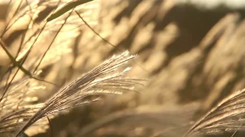 Yellow grass Stock Footage 12012548