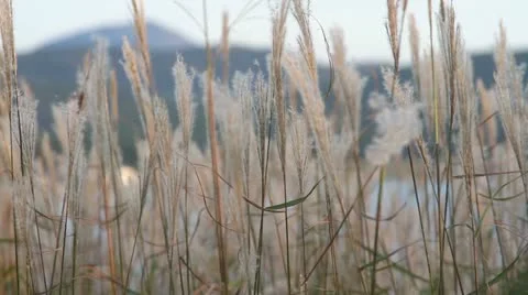 Yellow grass Stock Footage 12017098