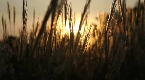 Yellow grass Stock Footage 12017258
