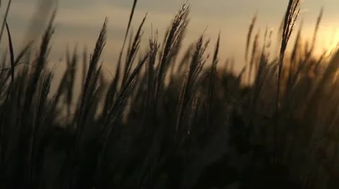 Yellow grass Stock Footage 12017266