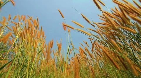 Yellow grass . Video stock 35172337